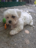 Bichon maltez