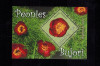 Romania 2011 Flora Flori Bujorul de stepa Colita MNH LP 1895, Nestampilat