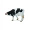 Friesian Pui - Collecta
