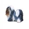 Shih Tzu - Collecta