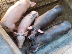 Vand porci de monta 3 luni foto