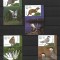 ROMANIA 2023 - PARCUL NATURAL VACARESTI, VINIETA 2, MNH - LP 2434