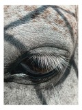 Tablou Canvas, "Ochii misterioși ai zebrei africane", Nu pot spune cine este &icirc;n imagine., 26 x 39 cm, CMCLASS