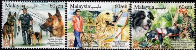 MALAYSIA 2018 FAUNA ANIMALE DOMESTICE CAINI foto