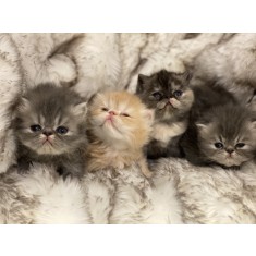 Cauti Donez pui de pisica birmaneza (siameza persana)? Vezi oferta 