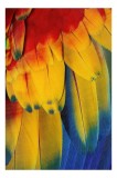 Tablou Canvas, "Aripile curcubeului tropical radiant", Colorat, Vibrant, Texturat, Detaliat, Strălucitor, Păsăresc, Exotic, Frumos, 26 x 39 cm, CMCLAS