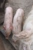 Purcei marele alb 8 săptăm&acirc;ni