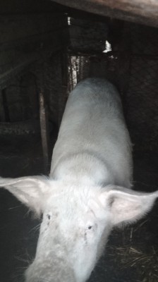 Animale domestice foto