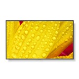 Monitor NEC 60006084 50&quot; 4K Ultra HD