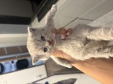 Puiuți British shorthair