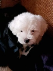 Bichon maltez Craiova foto
