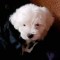 Bichon maltez Craiova