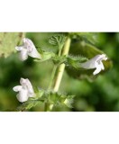 Melissa officinalis &ndash; Melișă, roinita, frunze verzi aromate, plantă la ghiveci 10 cm, Oem