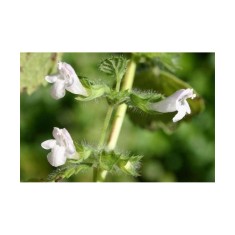 Melissa officinalis &ndash; Melișă, roinita, frunze verzi aromate, plantă la ghiveci 10 cm