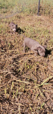 Amstaff blue foto