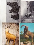 bnk cp Fauna - lot 20 carti postale necirculate *