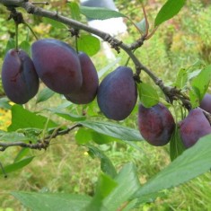 Prun &ndash; Soiul d&rsquo;Agen