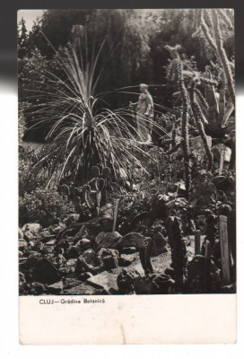CPIB 19594 CARTE POSTALA - CLUJ. VEDERE DIN GRADINA BOTANICA, RPR, 1959 foto