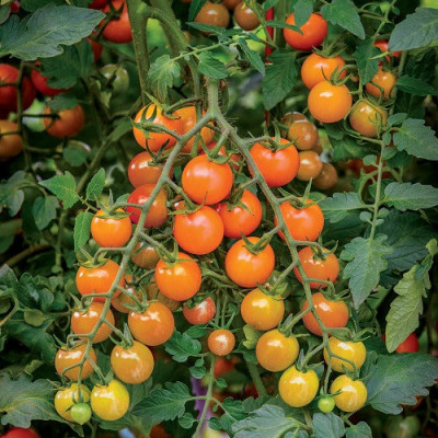 TOMATE ORANGE CHERRY, 0.3g foto