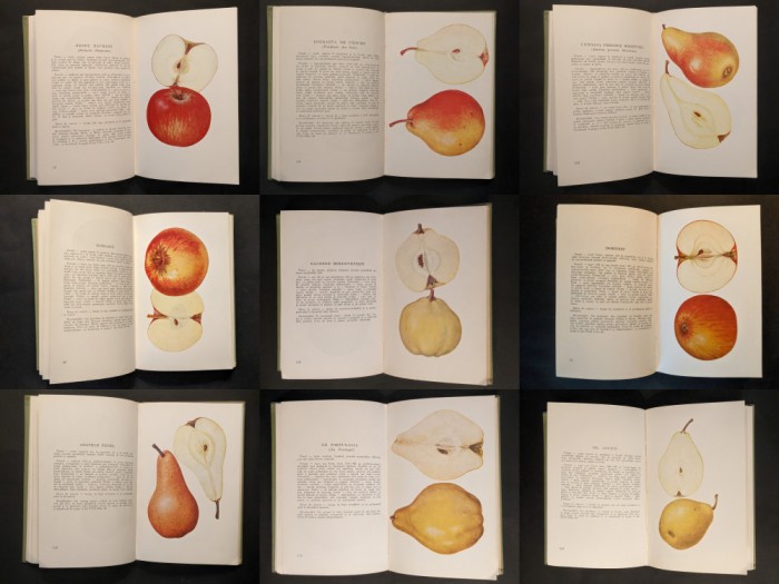 Pomicultura DETERMINATOR POMICOL SOIURI de FRUCTE Mere Pere Gutui 188 pag Vol. 1