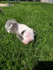 American Bully XL, Royal Canin