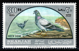 Sharjah 1966, Mi #268**, fauna, pasari, porumbel, supratipar MNH, 140 &euro;! RAR!!!, Nestampilat