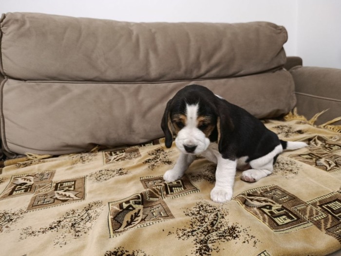 Pui de Beagle Tricolor