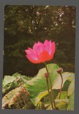 CPIB 20217 CARTE POSTALA - FELICITARE - NUFAR, Necirculata, Fotografie