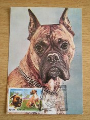 C12 - maxima Romania - tematica rase de caini 9 - prima zi a emisiunii sau expozitii