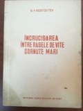 Incrucisarea intre rasele de vite cornute mari- N.F.Rostovtev