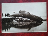 Fotografie norvegiana-Balena pregatita pentru transat-Rara, Franta, Necirculata, Printata