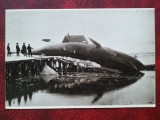 Fotografie norvegiana-Balena pregatita pentru transat-Rara