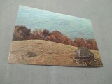 CARTE POSTALA COLIBA PE CULMEA MAGUREAUA NECIRCULATA