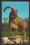 CPIB 24906 CARTE POSTALA - GRADINA ZOOLOGICA BUCURESTI. BERBEC CU COAMA, NECIRCULATA