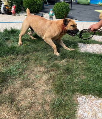 Pui Boer boel foto