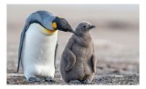 Tablou Canvas, "Pinguinul &icirc;mpărat și puiul său", Pinguin, Chiar, Adorabil, Pufos, &Icirc;mpreună, Familială, Bl&acirc;ndă, 39 x 26 cm, CMCLASS