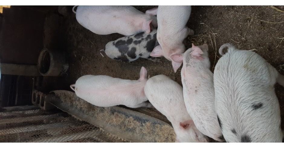 Purcei/porc | arhiva Okazii.ro