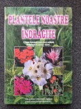 PLANTELE NOASTRE INDRAGITE