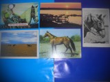 HOPCT LOT NR 412 CAI -FAUNA -5 CARTI POSTALE-NECIRCULATE