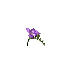 Freesia, Floare Simpla Purple, Violet, 5/6, 1 Bulb