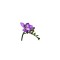 Freesia, Floare Simpla Purple, Violet, 5/6, 1 Bulb