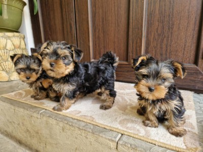Yorkshire Terrier foto