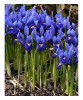 Iris Reticulata, Blue, Albastru, 5/6, 1 Bulb, Oem