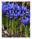 Iris Reticulata, Blue, Albastru, 5/6, 1 Bulb, Oem
