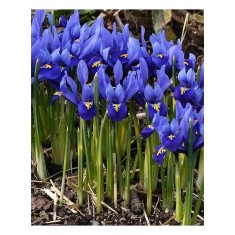 Iris Reticulata, Blue, Albastru, 5/6, 1 Bulb
