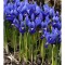 Iris Reticulata, Blue, Albastru, 5/6, 1 Bulb