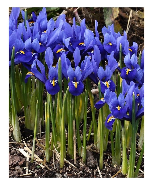 Iris Reticulata, Blue, Albastru, 5/6, 1 Bulb