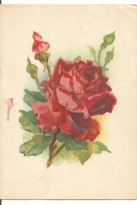 carte postala-FLORI -trandafir foto