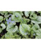 Planta Pomnita de Siberia, Brunnera macrophylla Sea Heart PBR C2, ghiveci 2l, Oem