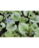 Planta Pomnita de Siberia, Brunnera macrophylla Sea Heart PBR C2, ghiveci 2l, Oem